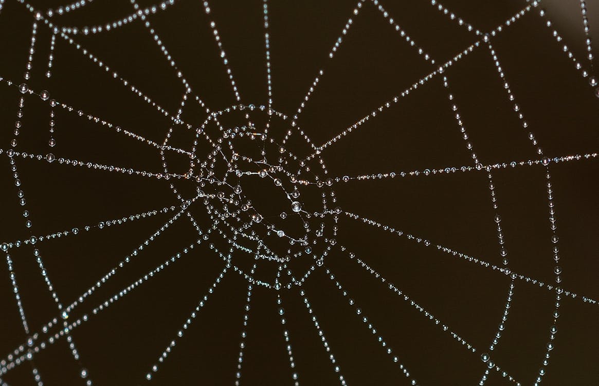 免費 蜘蛛網的選擇性聚焦攝影 圖庫相片