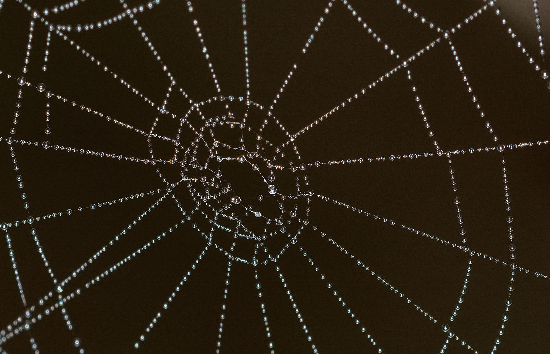 Selective Focus Photography of Spider Web