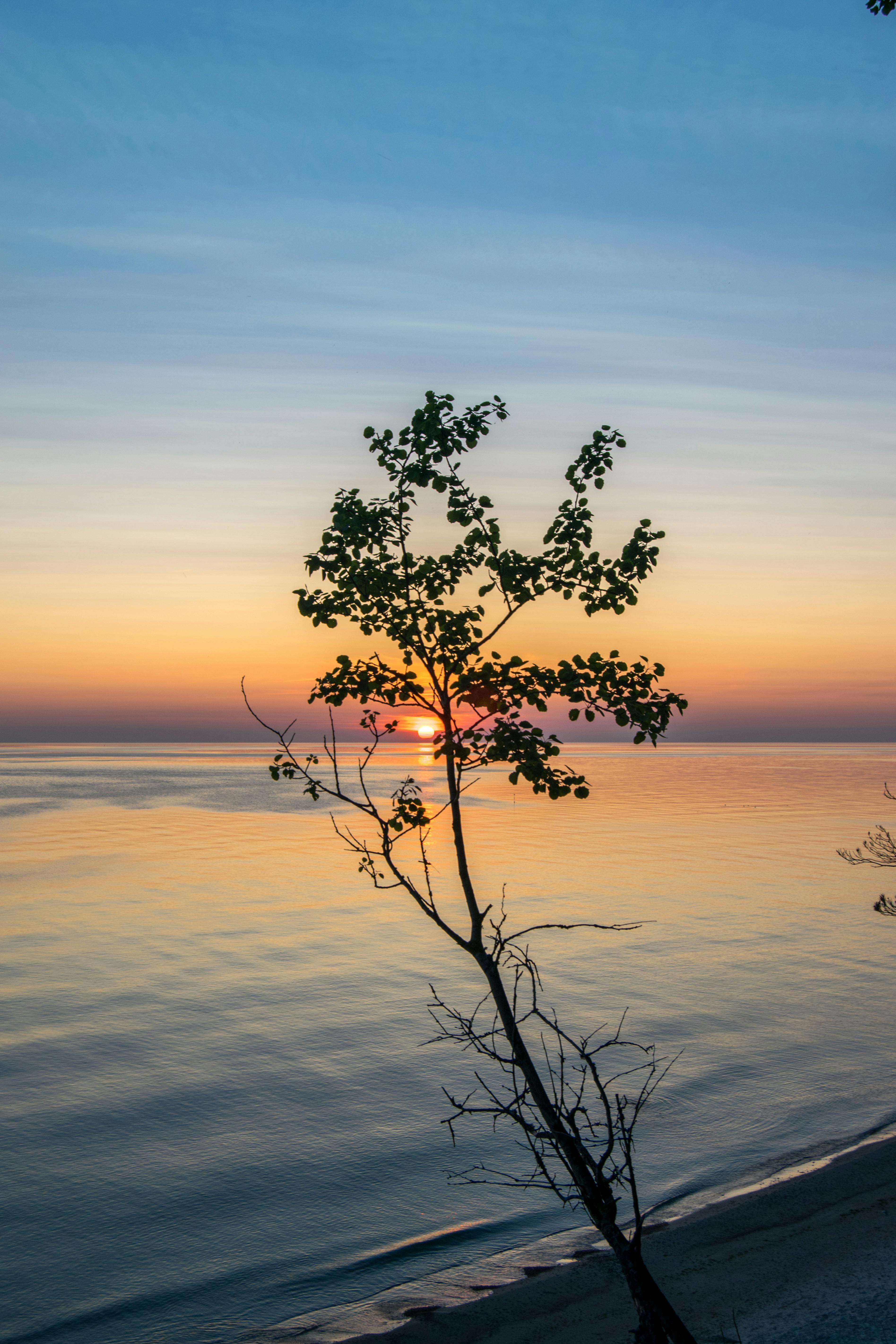 捕捉波罗的海树木轮廓的宁静日落景色