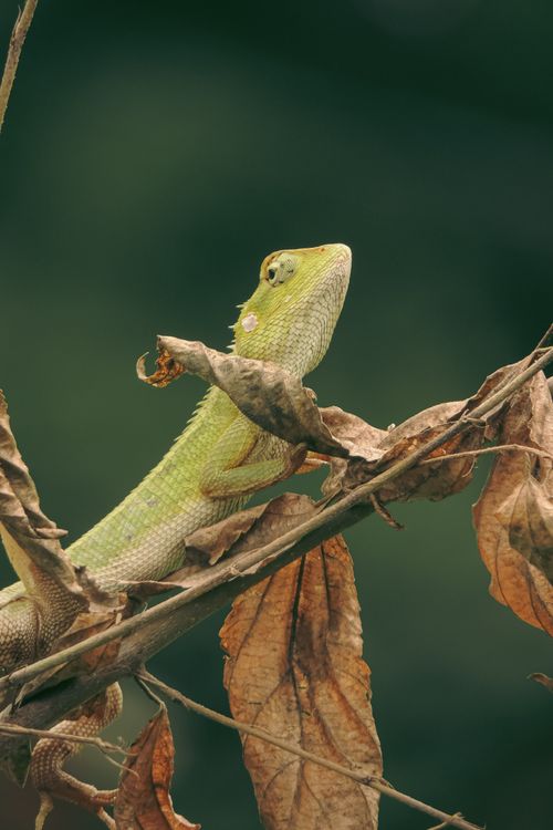 Free Oriental garden lizard showcasing camouflage on dry leaves in Kolkata, India. Stock Photo