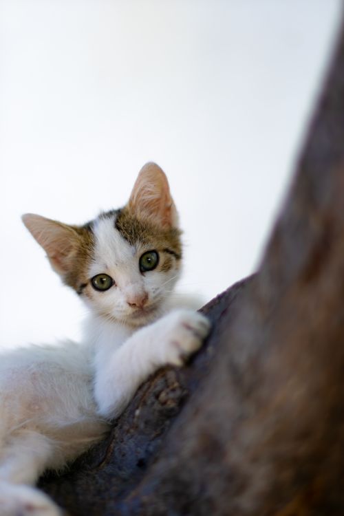 Free Cute kitten curiously peeking while climbing a tree on a sunny day. Stock Photo