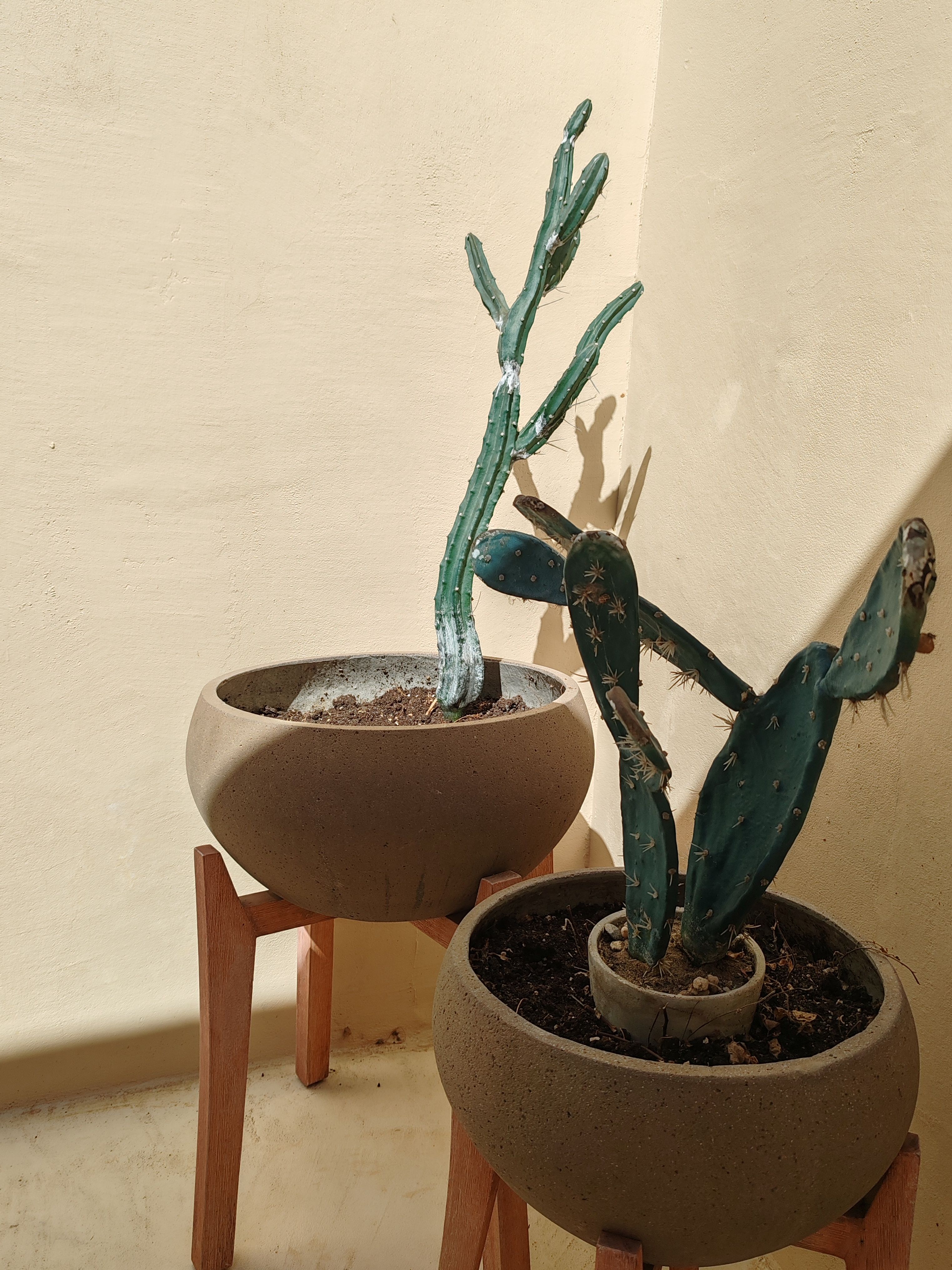 Two cactus plants in pots on wooden stands