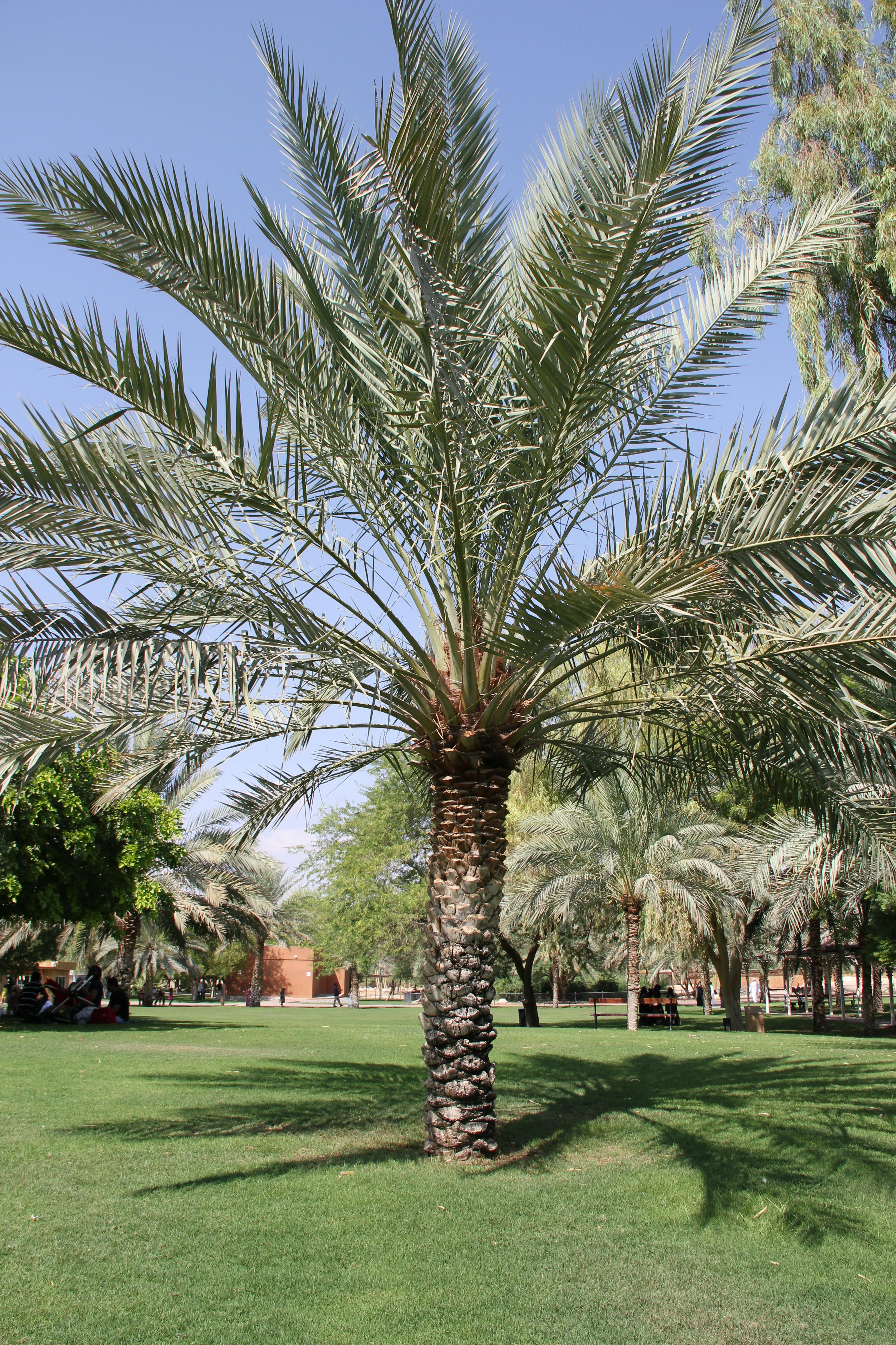 Date Palm Tree
