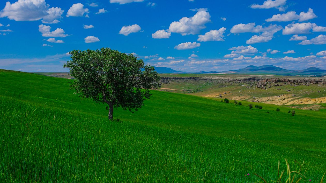 A lone tree in a green field with blue sky · Free Stock Photo