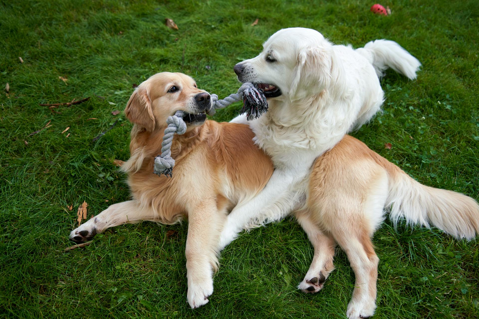 Un golden retriever mâle de 4 ans (blanc) et une golden retriever femelle (or) jouent au bras de fer avec amour dans le jardin sur l'herbe verte