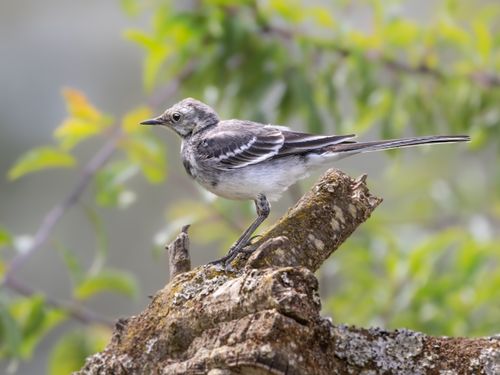 Free A serene image of a white wagtail perched on a tree branch, showcasing natural beauty. Stock Photo
