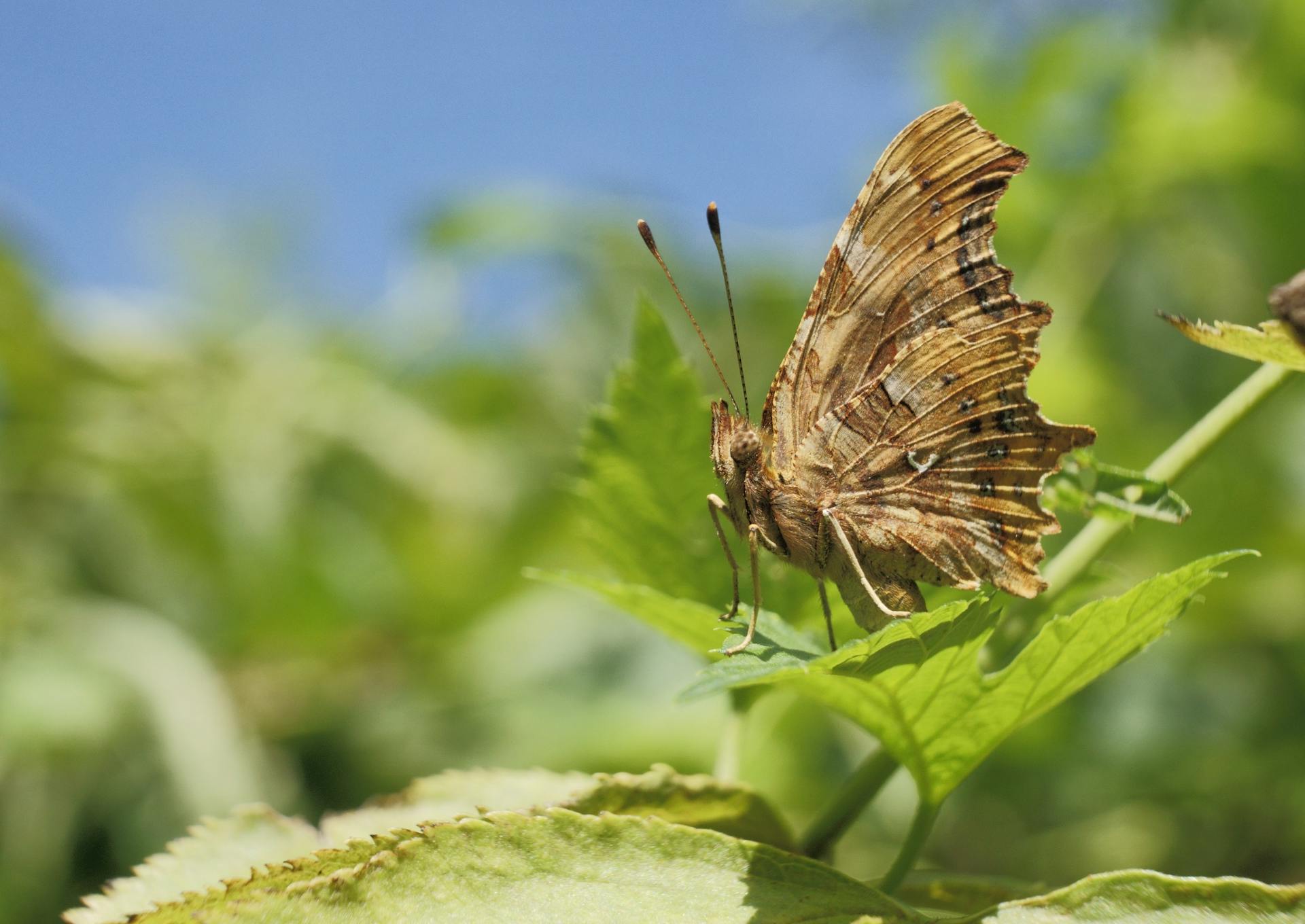 A Comma butterfly perched on green leaves in a sunny Hungarian garden.