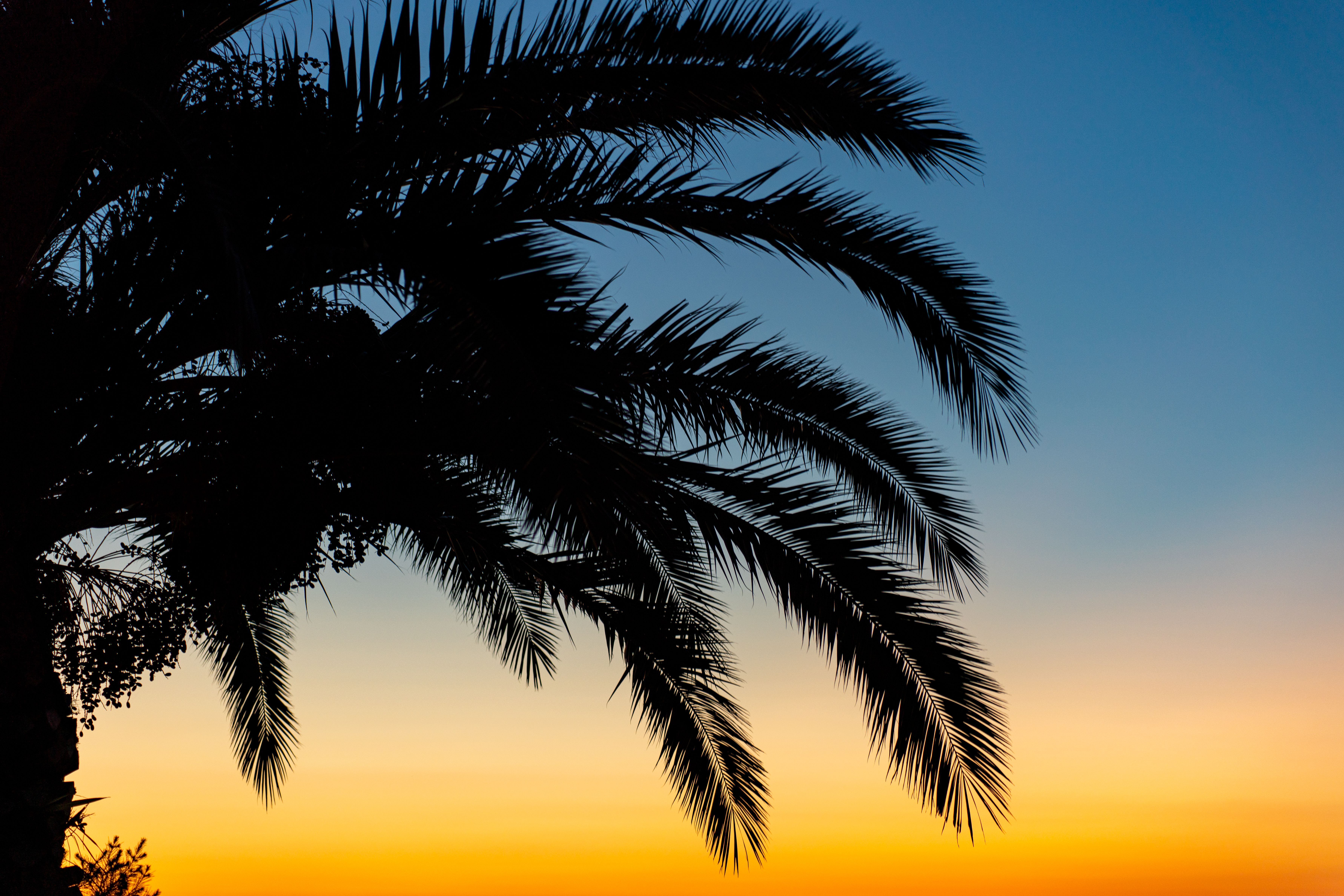 A palm tree silhouetted against the sunset · Free Stock Photo