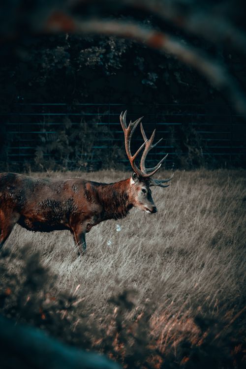 Free A stunning deer with antlers standing in a grassy field during fall, showcasing wildlife beauty. Stock Photo