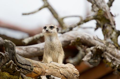 Free Close-up of a meerkat standing alert on a tree branch in an outdoor setting, showcasing its cute and attentive nature. Stock Photo