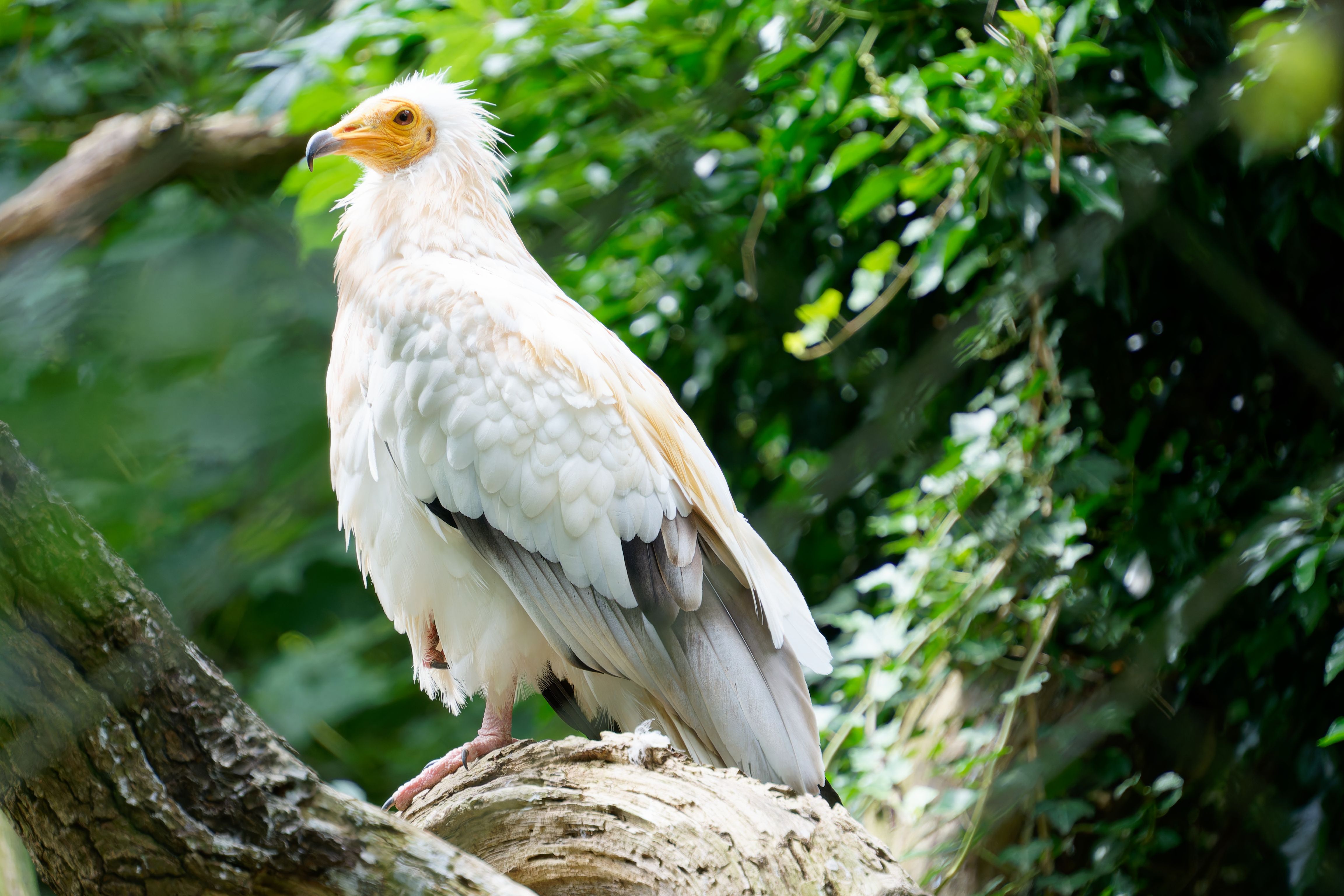 Featured image for the article: Delhi Zoo seeks a companion for Jatayu, its lone Egyptian vulture