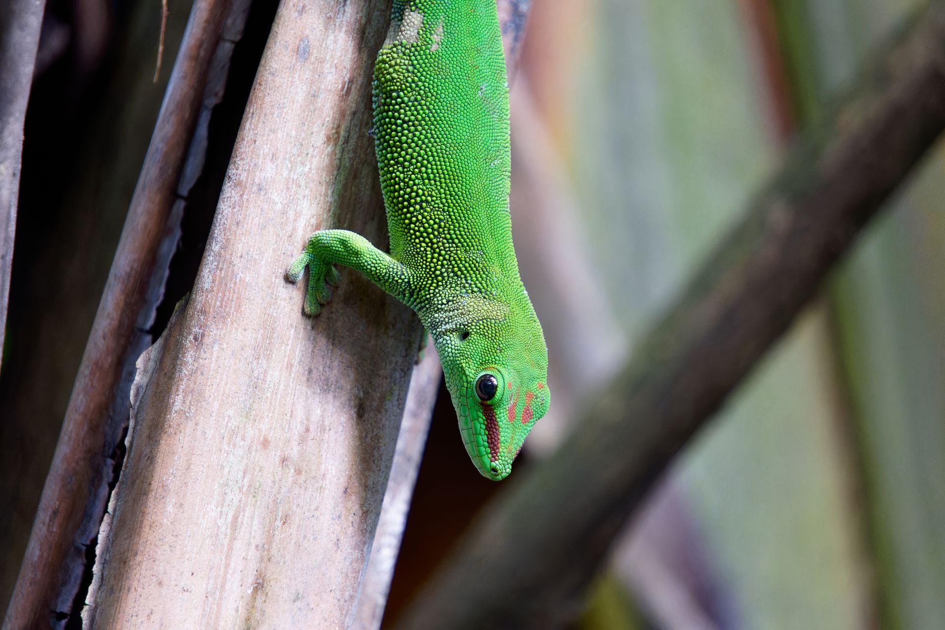 Grüner Gecko