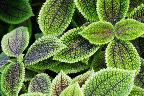 Free Discover the intricate texture of vibrant green Pilea leaves captured in a close-up view. Stock Photo