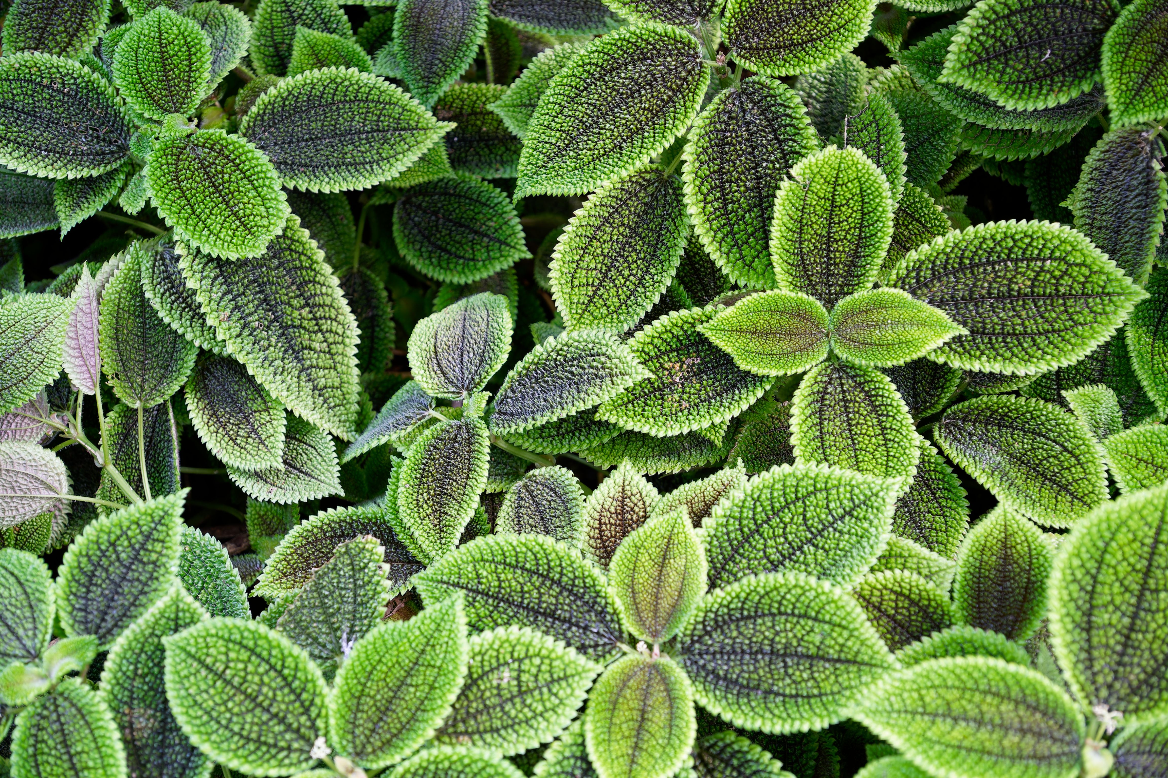 Pilea involucrata