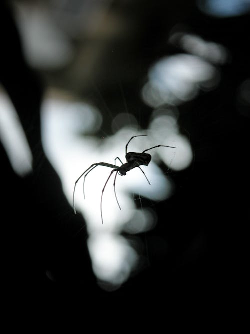 Araña Negra Colgando De La Web