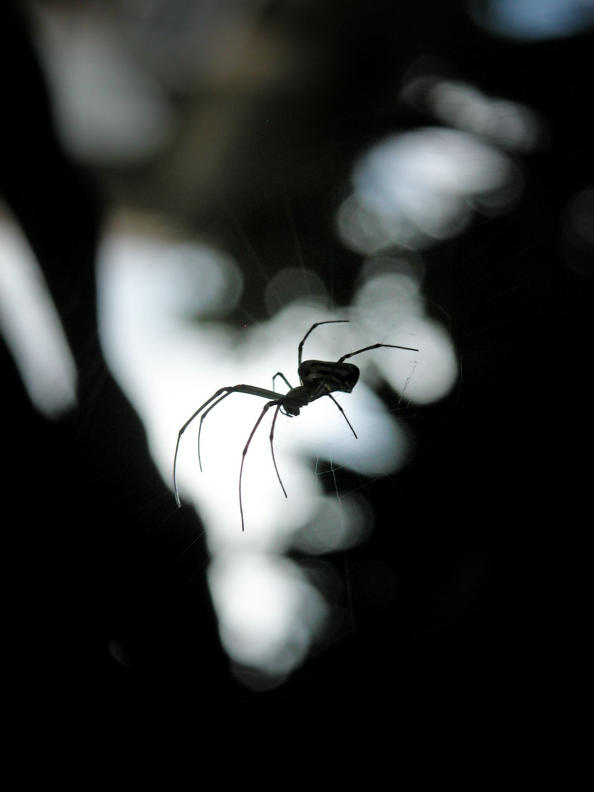 Spinne in ihrem Netz aus der Nähe fotografiert, Sinnbild für Spinnen an Fenstern und im Haus