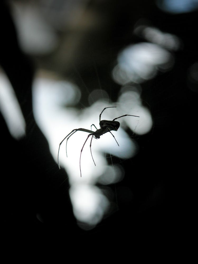 Black Spider Hanging On Web