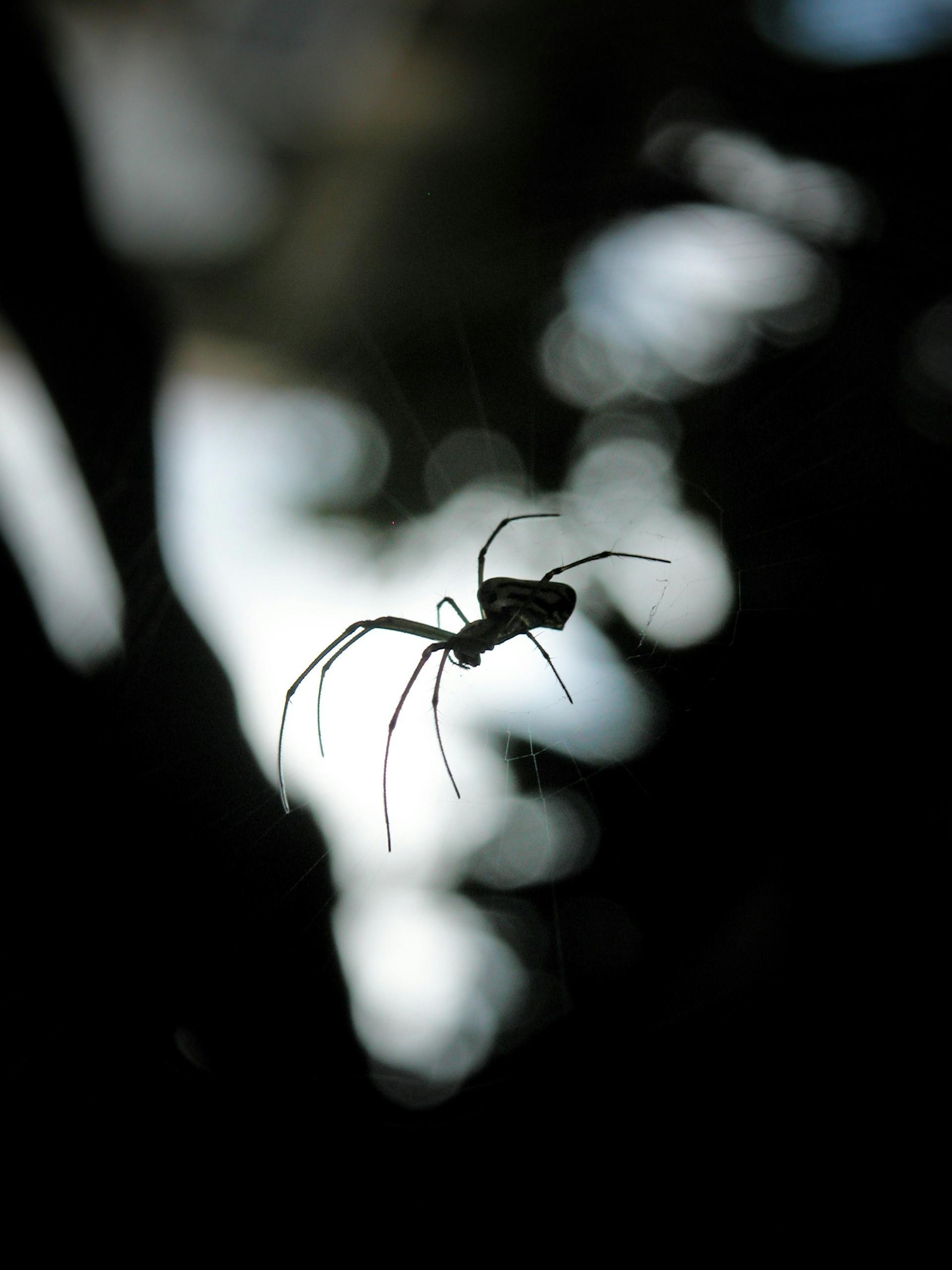 Spider Glows Stock Photos - Free & Royalty-Free Stock Photos from