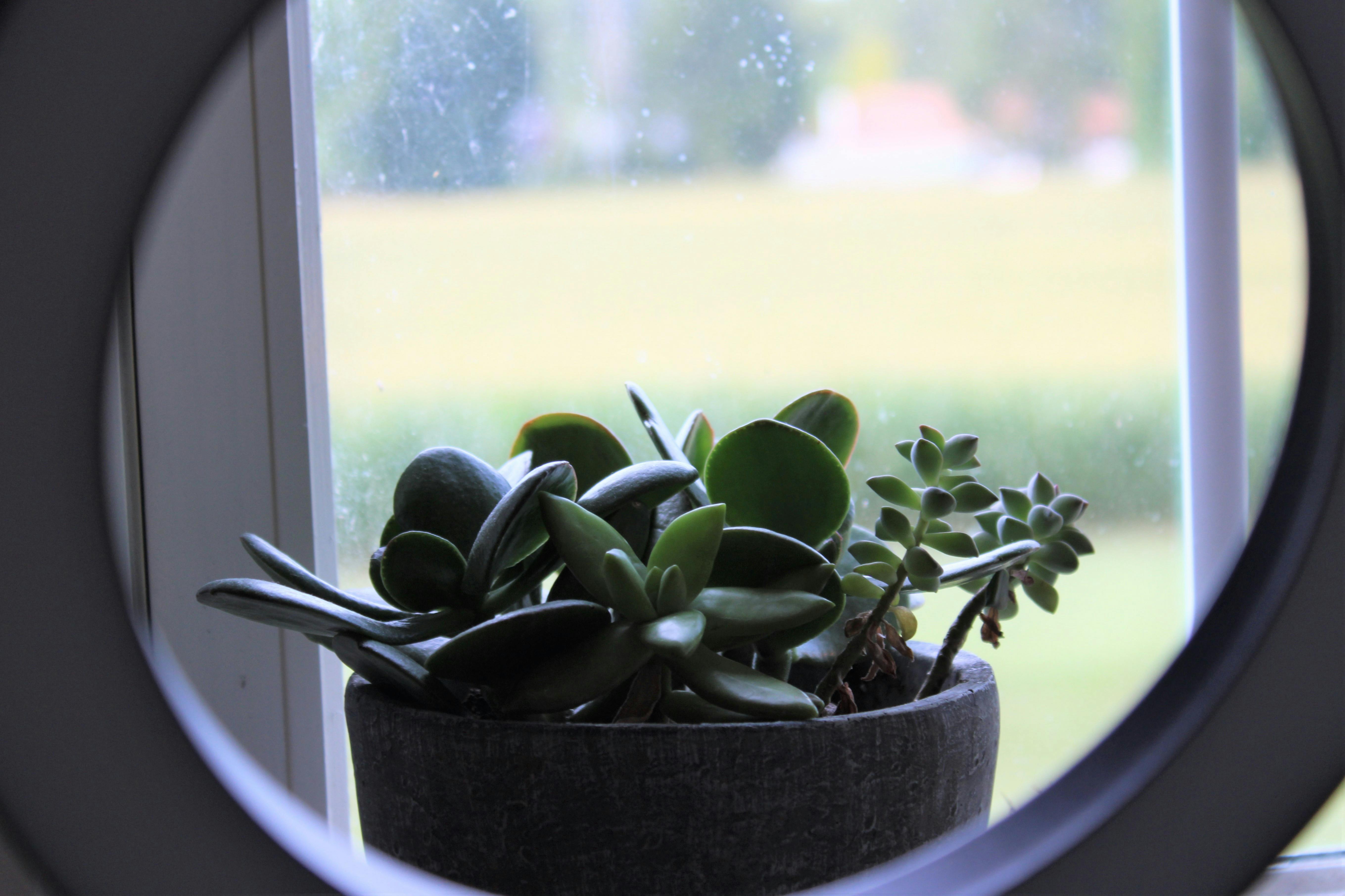 Free stock photo of houseplant, Jade plant, light