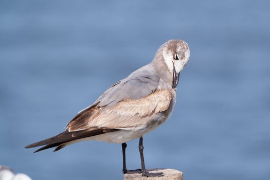 Closeup of a seagull perched on a pier in Dzilam de Bravo, Mexico.