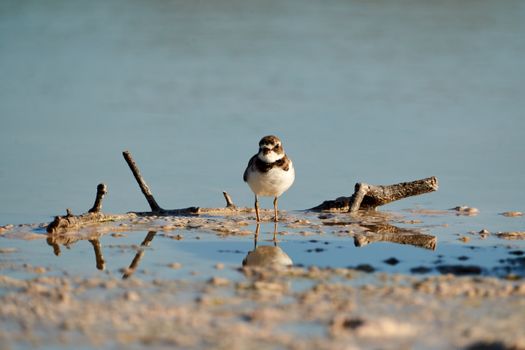 A single shorebird on the Sisal beach with clear reflections in beautiful morning light.