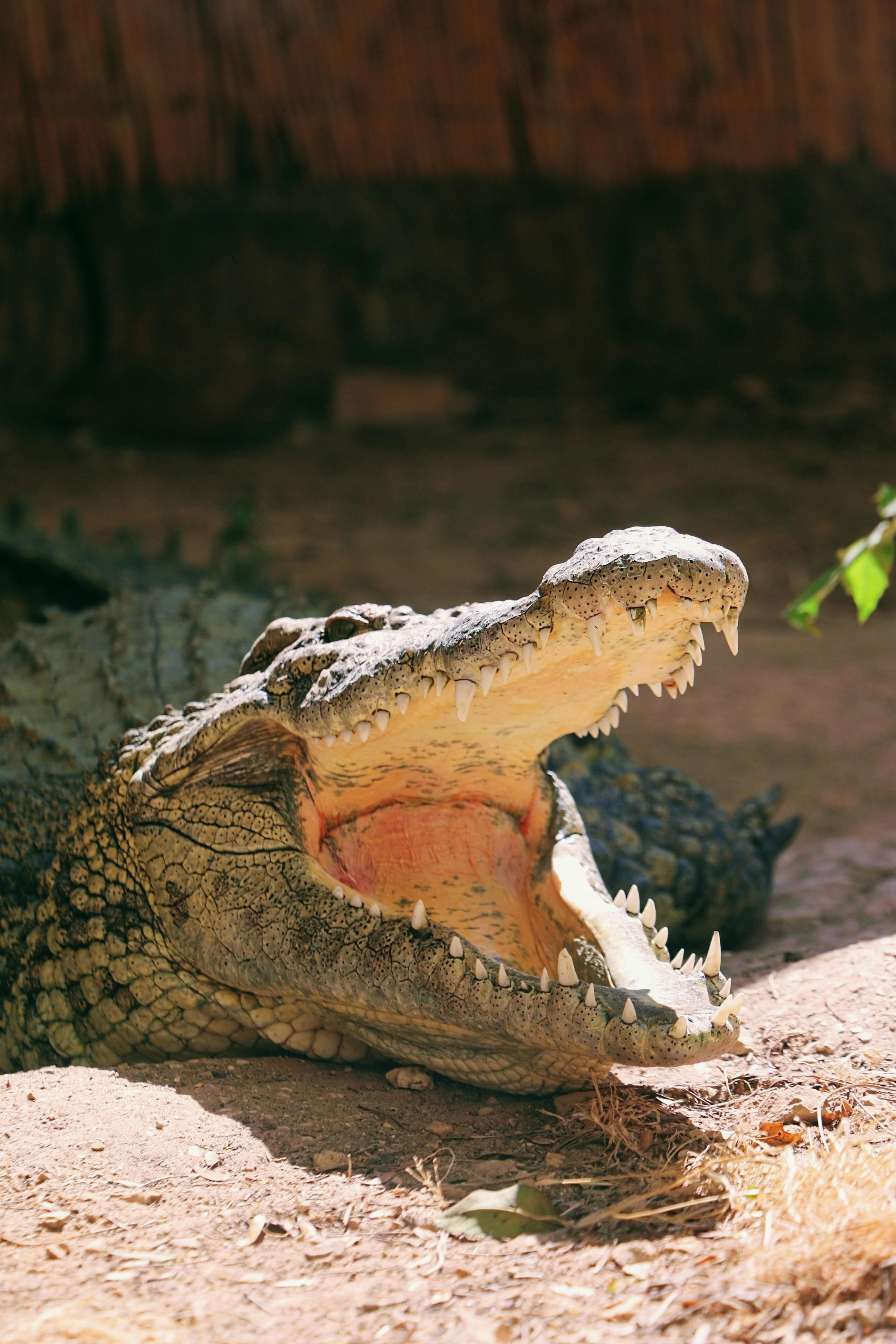 A crocodile is laying down on the ground with its mouth open