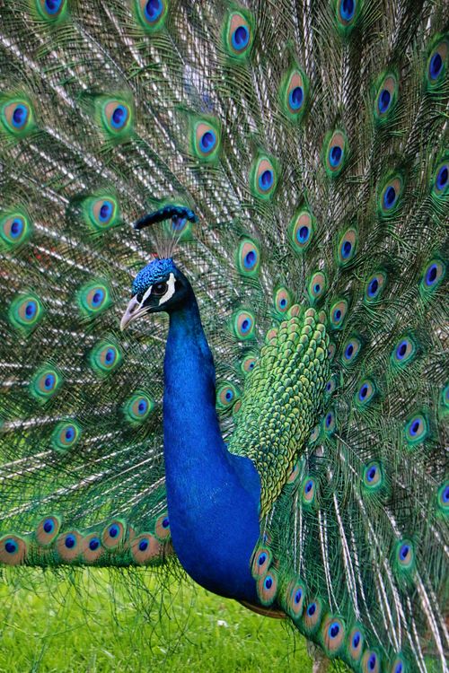 Free A vivid peacock spreading its colorful tail feathers in an outdoor setting, showcasing natural beauty. Stock Photo
