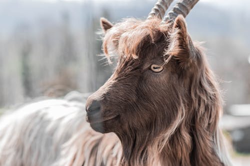 Free stock photo of animal, goat