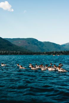 A serene view of ducks swimming on a lake with mountainous backdrop in Whistler, Canada.