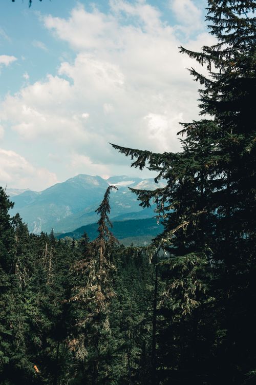 Free Breathtaking view of forest and mountains in Whistler, BC, perfect for nature enthusiasts. Stock Photo