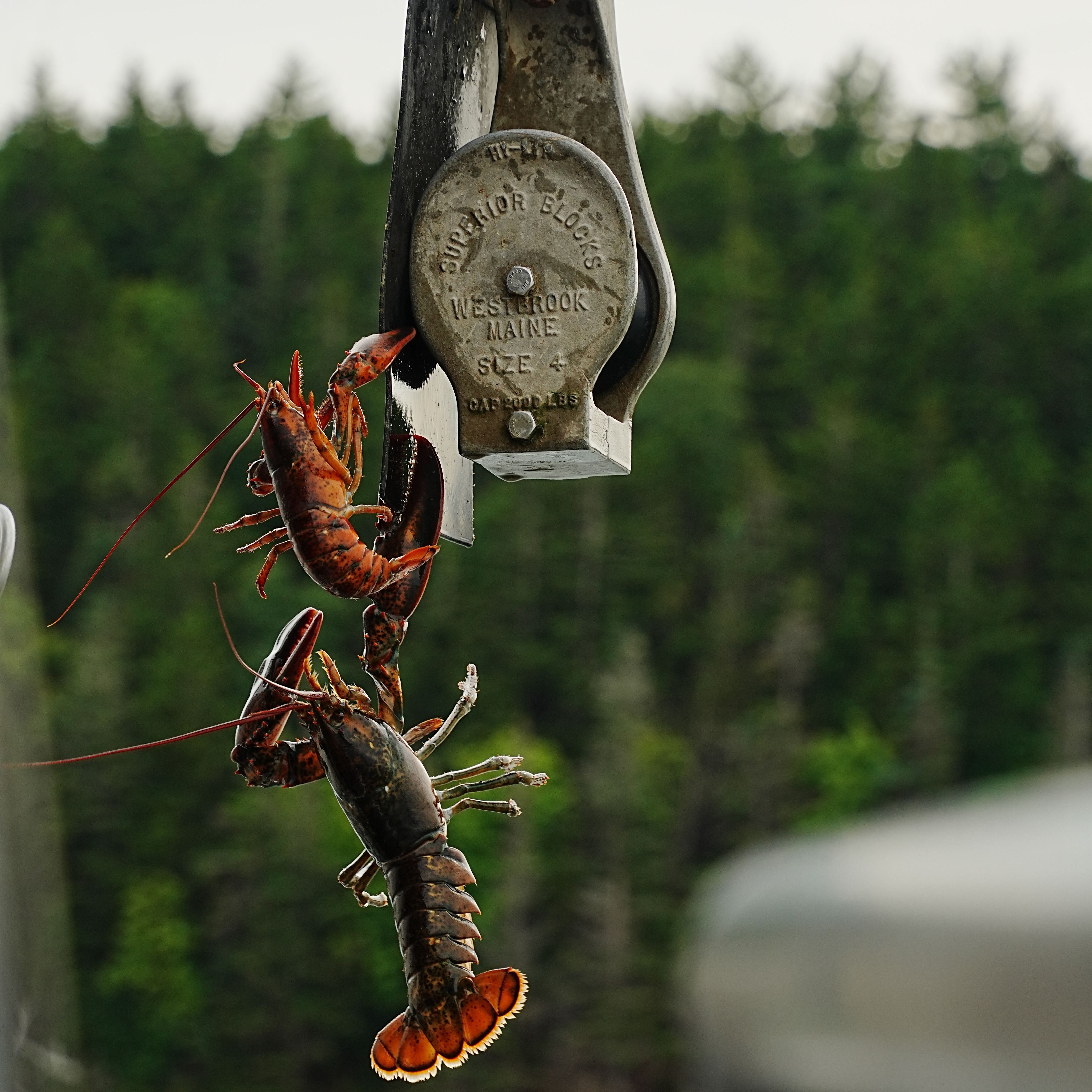 A pair of lobsters dangling from a pulley against a forest backdrop, outdoors in Maine.