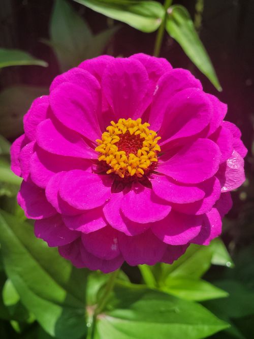 Free Close-up of a vivid fuchsia zinnia flower with yellow center under bright sunlight. Stock Photo