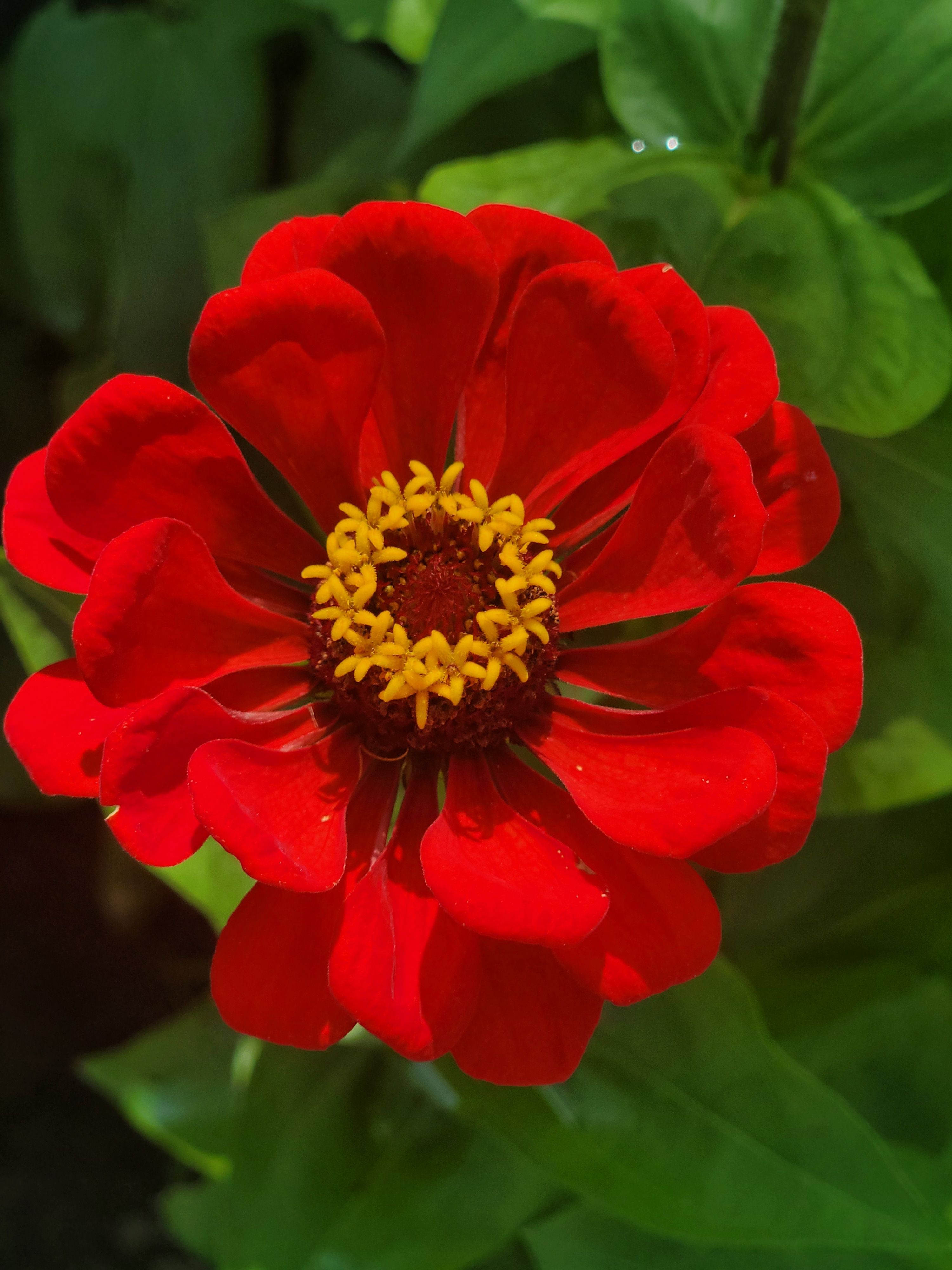 A red flower with yellow center in the middle of green leaves · Free ...
