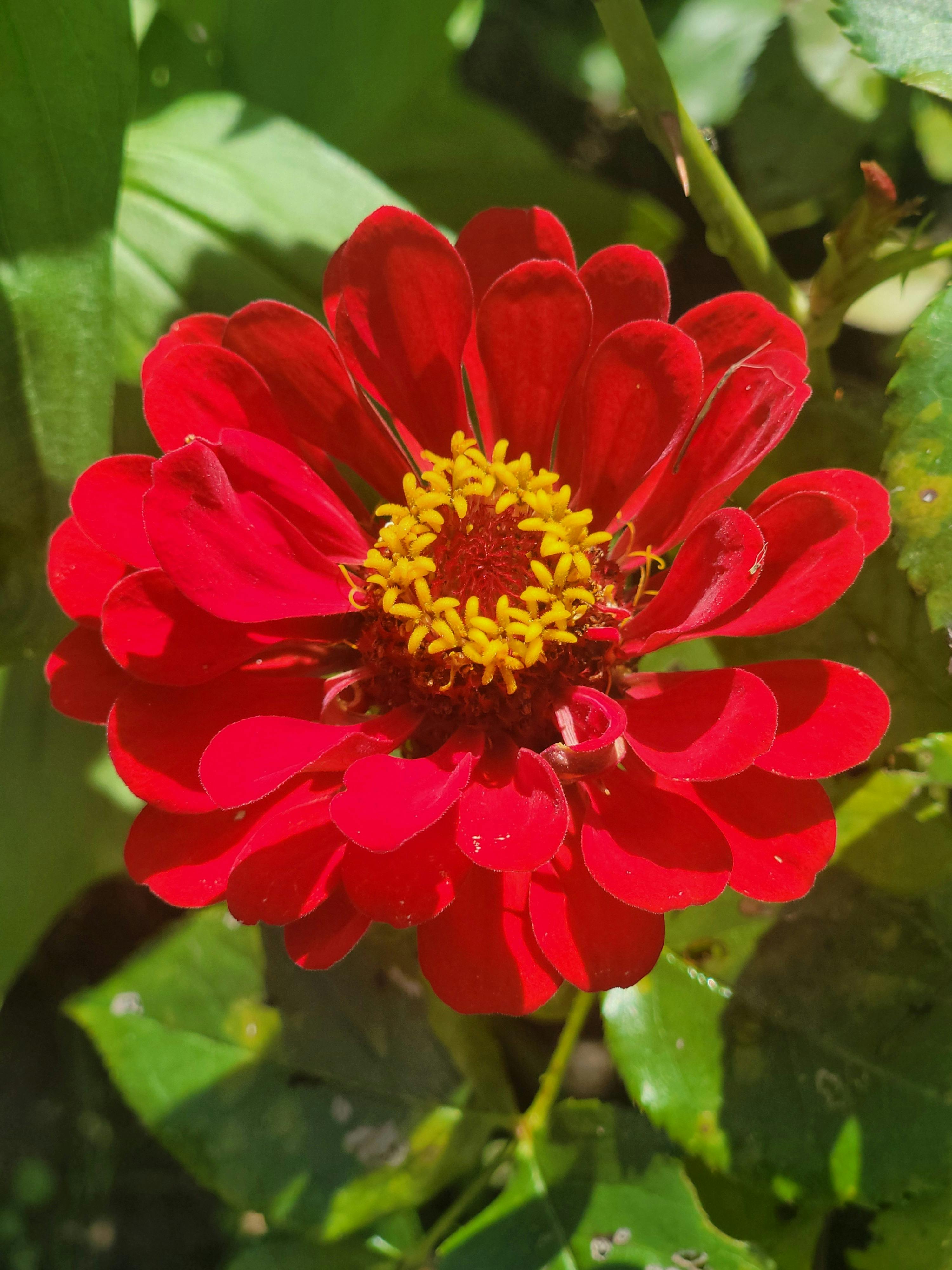 Beautiful flowers · Free Stock Photo