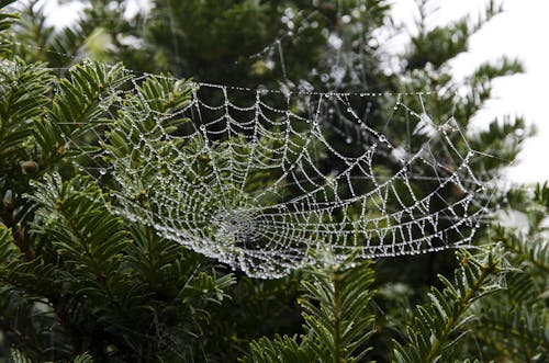 绿叶树上的蜘蛛网