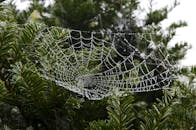 晨曦中，特写镜头捕捉到充满活力的绿色树叶上覆盖着露水的蜘蛛网