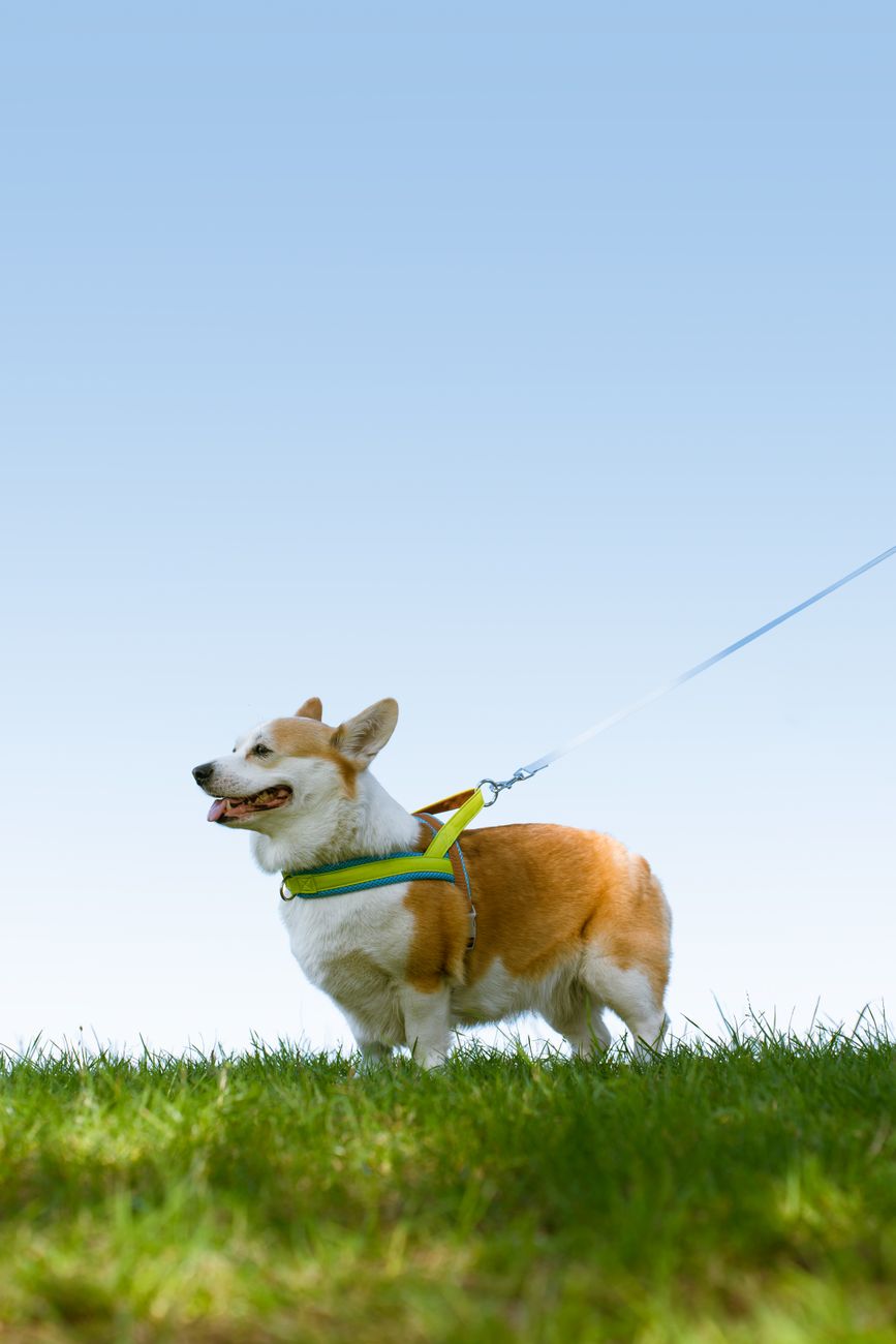 Corgi, the YC-Backed Insurance Startup, Didn't Steal Code – But It Raises a Bigger Problem