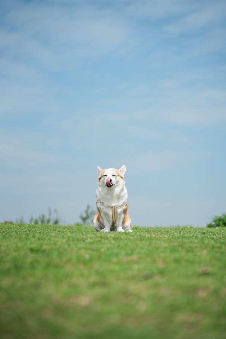 Dog Sitting On Grass