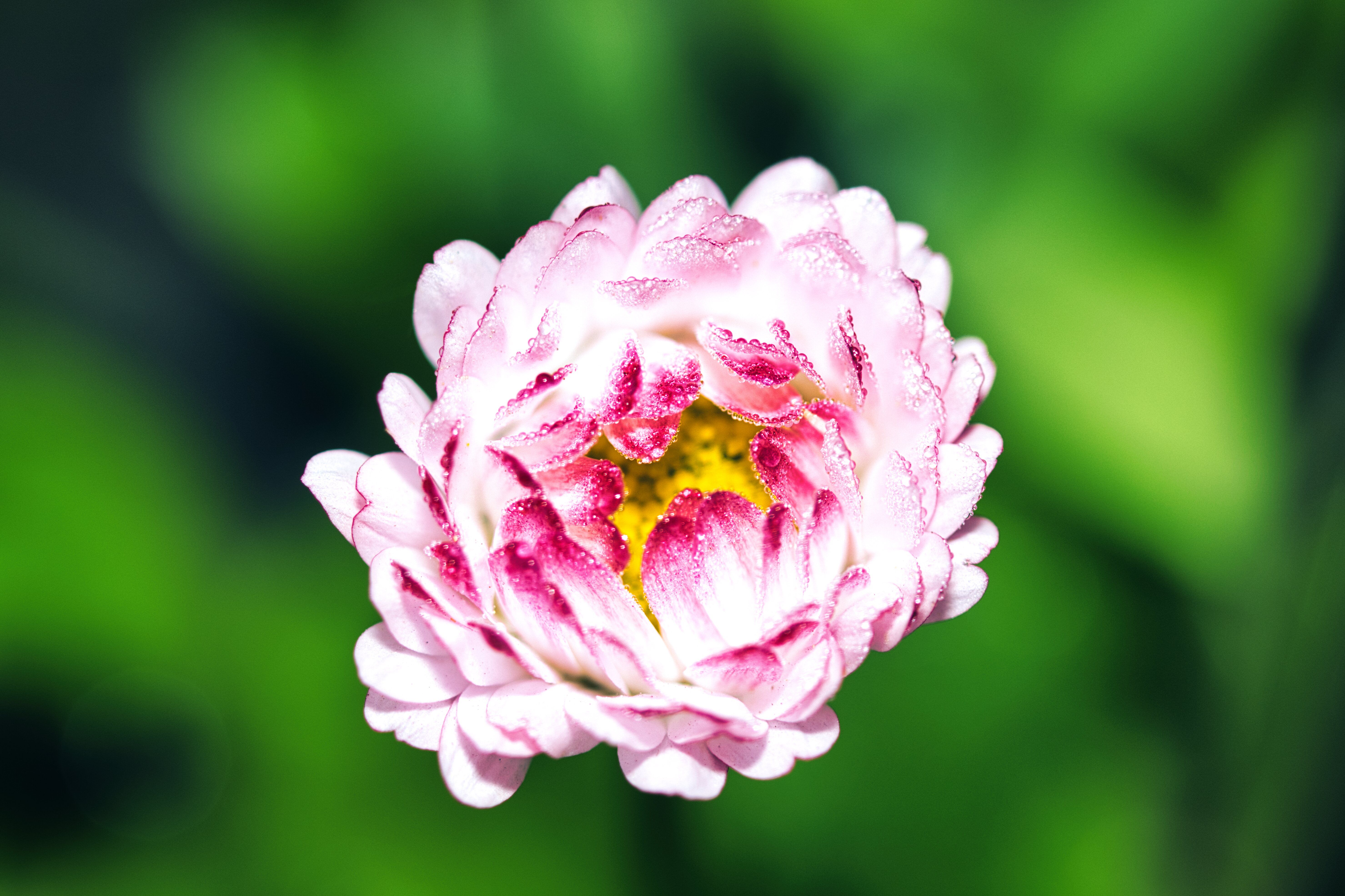 A pink flower with a green background in the middle · Free Stock Photo