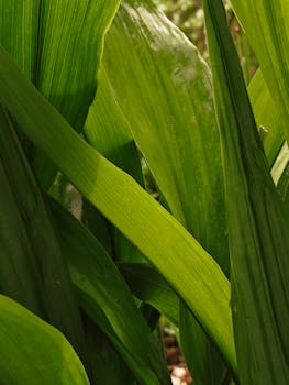 Close-up of vibrant green leaves with dew drops under gentle summer sunlight, showcasing natural beauty.