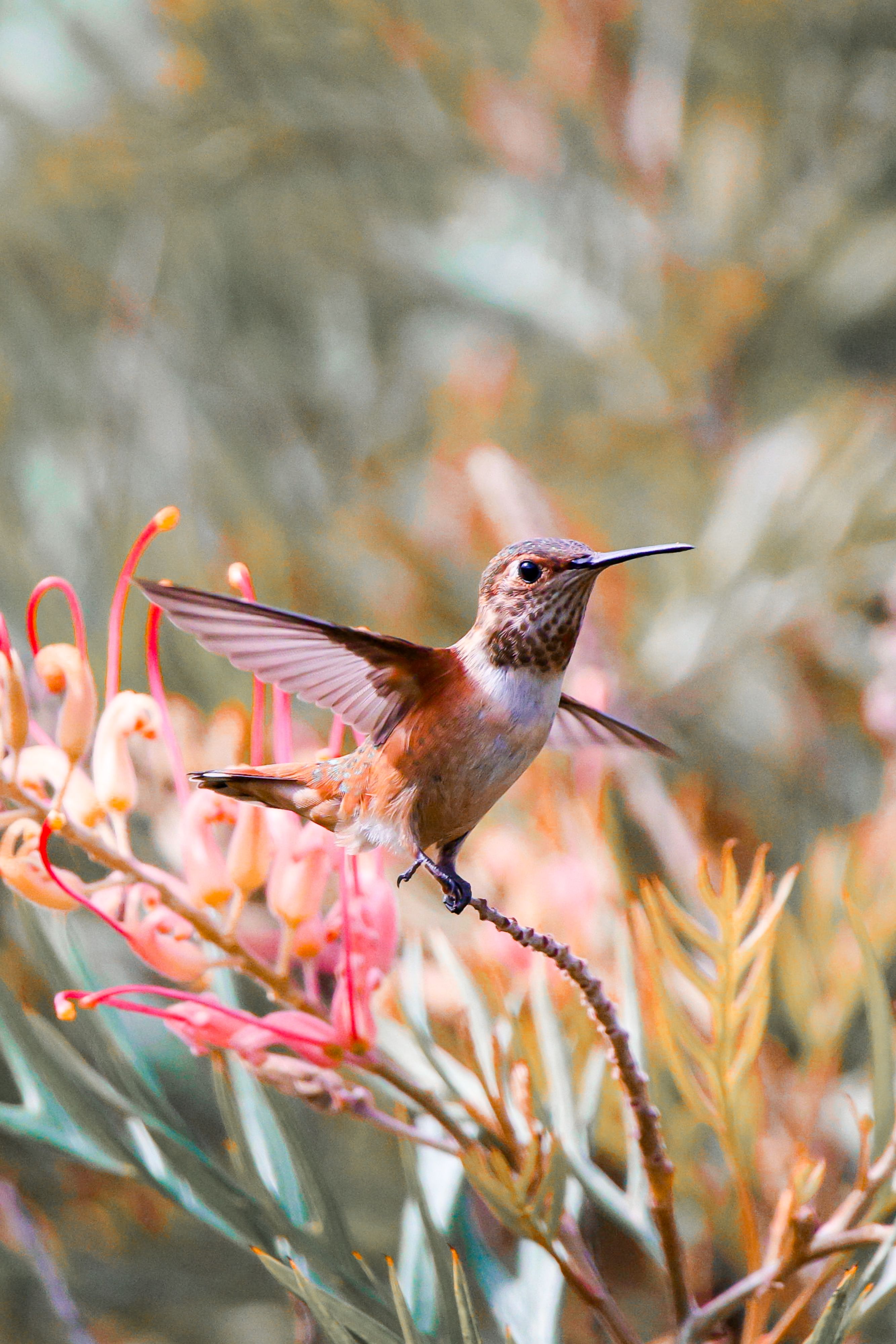 Perched on a Stalk Rufous Hummingbird Taking Flight · Free Stock Photo