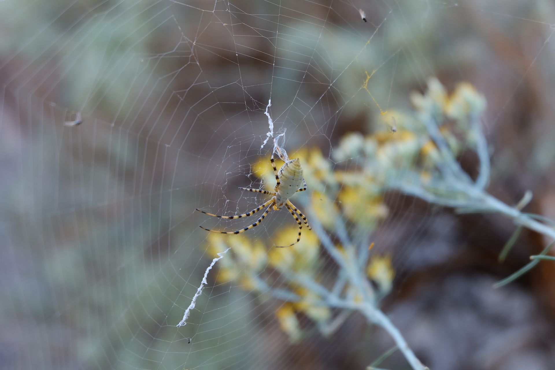Detailed view of a spider on its web with yellow flowers in the background.