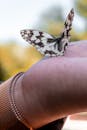一只大理石纹白色蝴蝶栖息在人手上，特写镜头展示了其复杂的翅膀图案