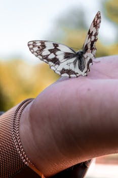 Close-up of a marbled white butterfly perched on a human hand, showcasing intricate wing patterns.