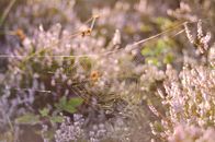 White Spider Web on Flower Field in Close-up Photography