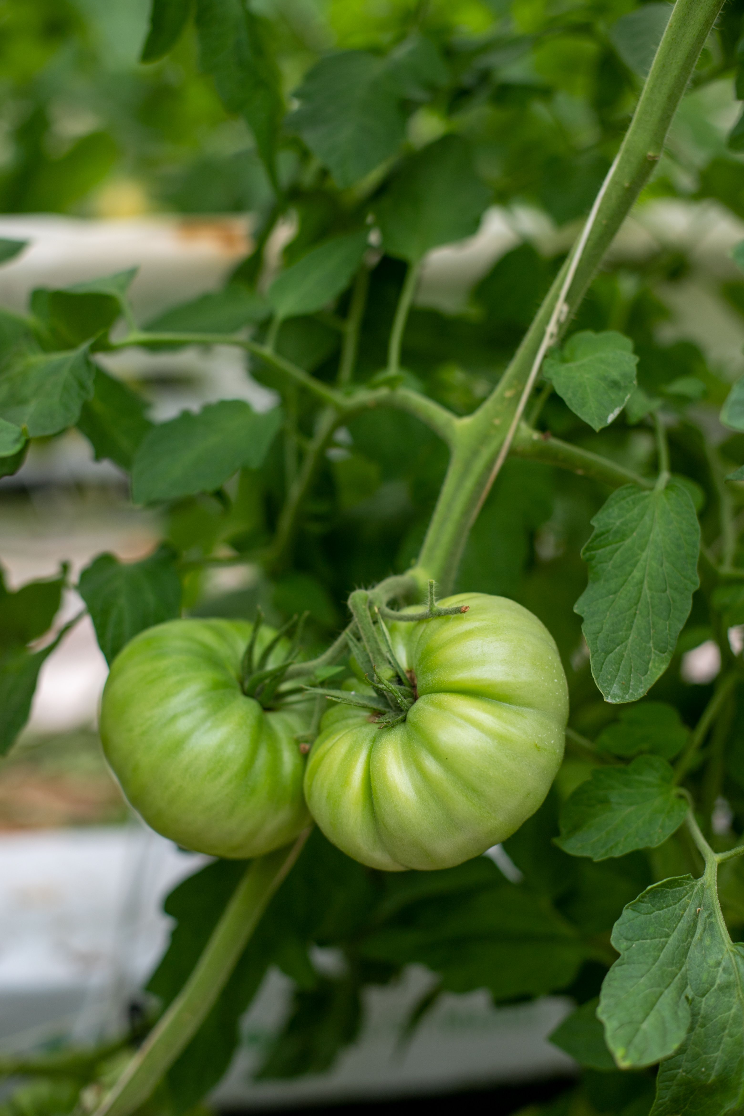 Gratis Immagine gratuita di acerbo, agricoltura, agronomia Foto a disposizione