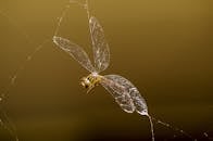 蜻蜓被困在蜘蛛网中的宏观镜头，展示了它精致的翅膀