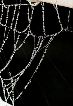 黑暗背景下，露水覆盖的蜘蛛网特写清晰可见，水滴分明