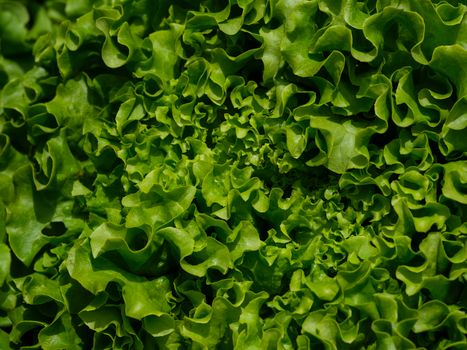 Vibrant close-up of fresh, organic green lettuce leaves highlighting texture and natural freshness.