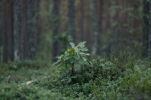Free A young sapling thriving amidst lush greenery in a misty forest during summer, highlighting reforestation and growth. Stock Photo